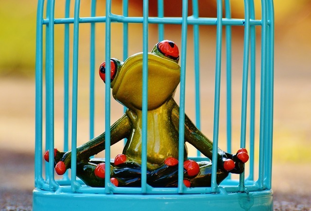 frog-1247177_1280.jpg