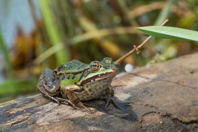 water-frog-2112212_1280.jpg